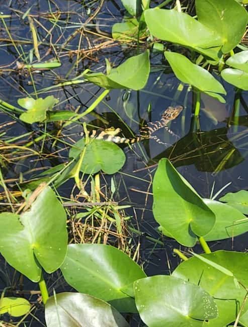 Everglades Eco Airboat Small-Group Tour & 2 Private Islands - Is $138 a good value?