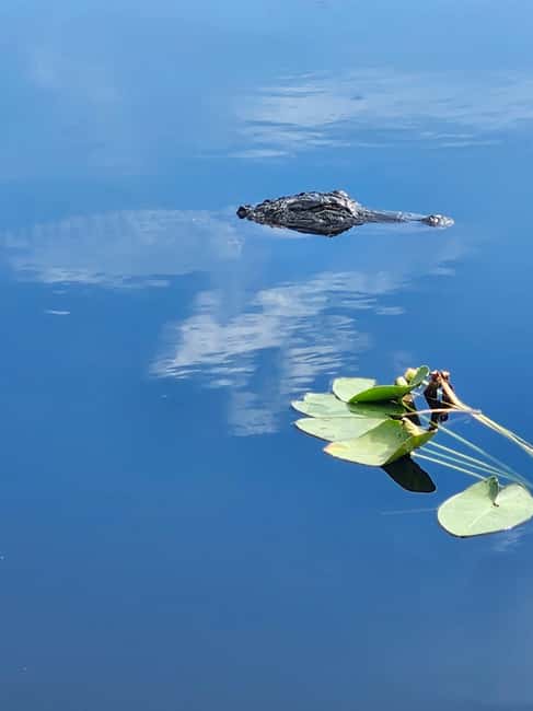 Everglades Eco Airboat Small-Group Tour & 2 Private Islands - The airboat ride through sawgrass and cypress country