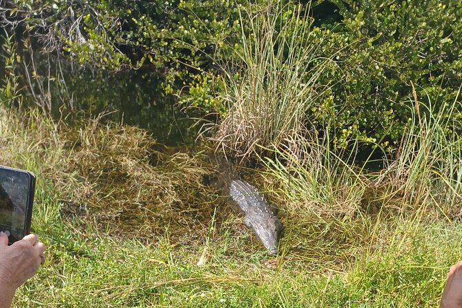 Everglades Eco Airboat Tour-Small Group & 2 Private Islands - Key points to know before booking