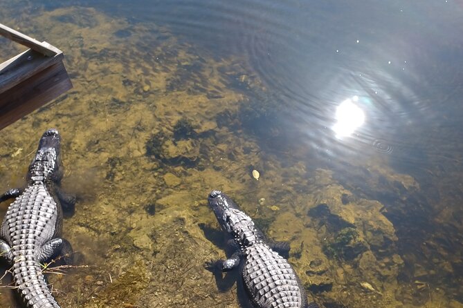 Everglades Eco Airboat Tour-Small Group & 2 Private Islands - Why the private islands matter more than a standard airboat ride