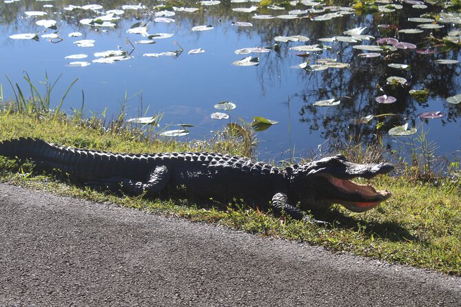 Everglades Eco Airboat Tour-Small Group & 2 Private Islands - Timing, pickup, and practical planning