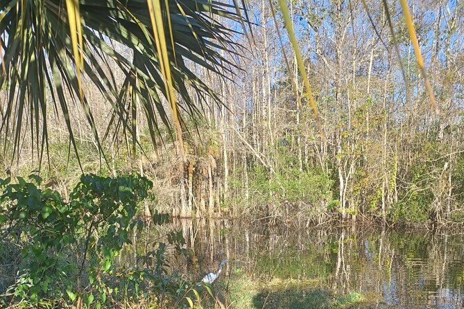 Everglades Eco Airboat Tour-Small Group & 2 Private Islands - The one-hour airboat ride through sawgrass and cypress