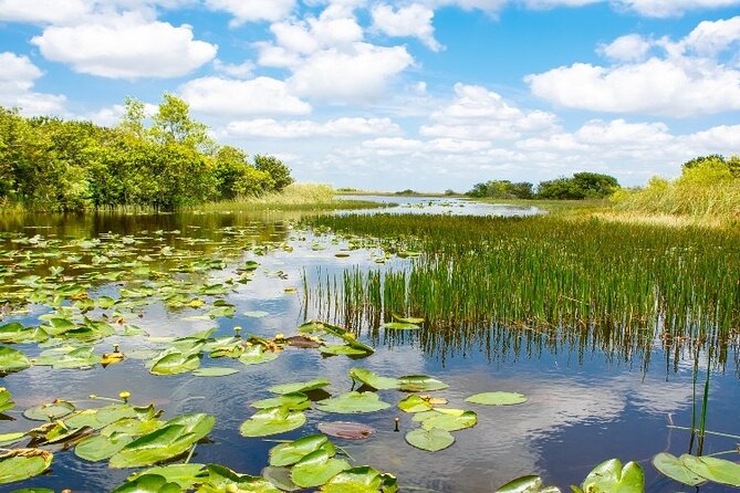 Everglades Express From Miami with Safari Airboat Ride - What the wildlife experience is really like