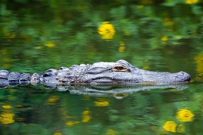 Everglades Express From Miami with Safari Airboat Ride - Practical details that can affect your day