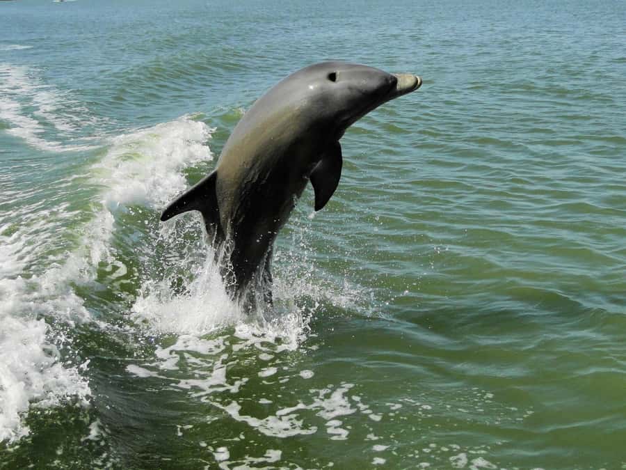 Everglades National Park: 2 hour Dolphin & Birding Boat Tour - Reading the mangroves and the park’s past
