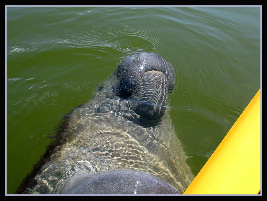 Everglades National Park 3-Hour Kayak Eco Tour - A Three-Hour Paddle Into the 10,000 Islands