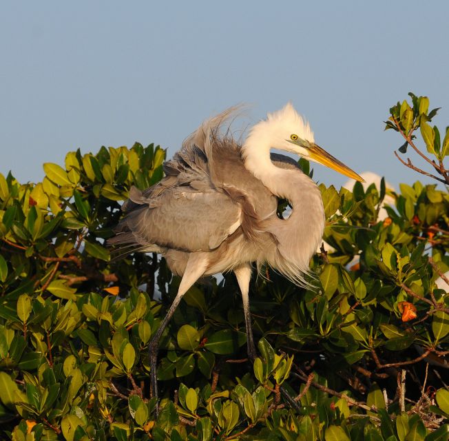 Everglades National Park 3-Hour Kayak Eco Tour - The Wildlife Search: Birds, Dolphins, and Manatees