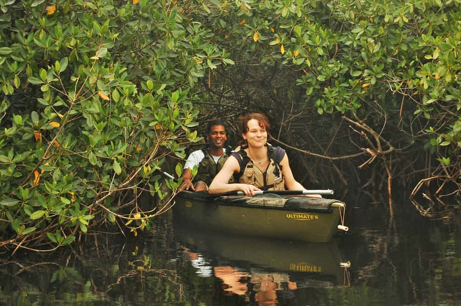 Everglades National Park: Mangrove Tunnel Kayak Eco-Tour - Why the mangrove tunnels are the main event