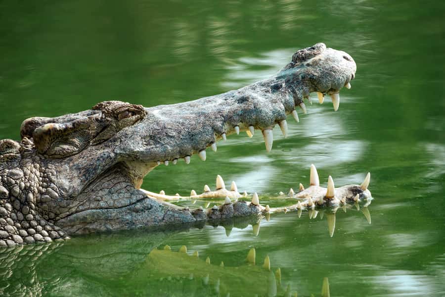 Everglades National Park: Mangrove Tunnel Kayak Eco-Tour - What the three-hour route feels like