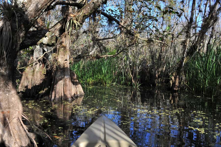 Everglades National Park: Mangrove Tunnel Kayak Eco-Tour - Guides who make the quiet parts worthwhile