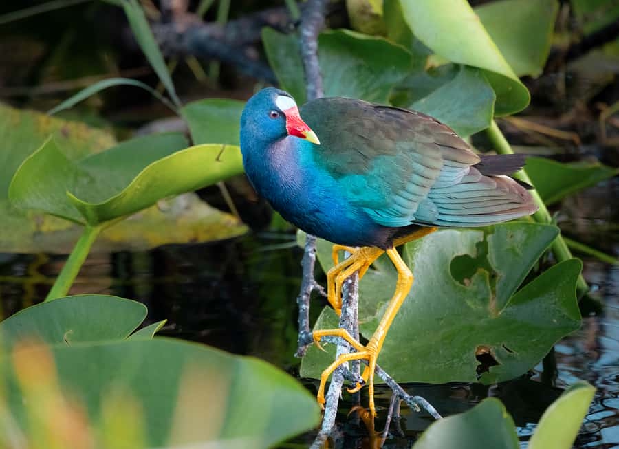 Everglades National Park: Mangrove Tunnel Kayak Eco-Tour - Heat, mosquitoes, and what to wear