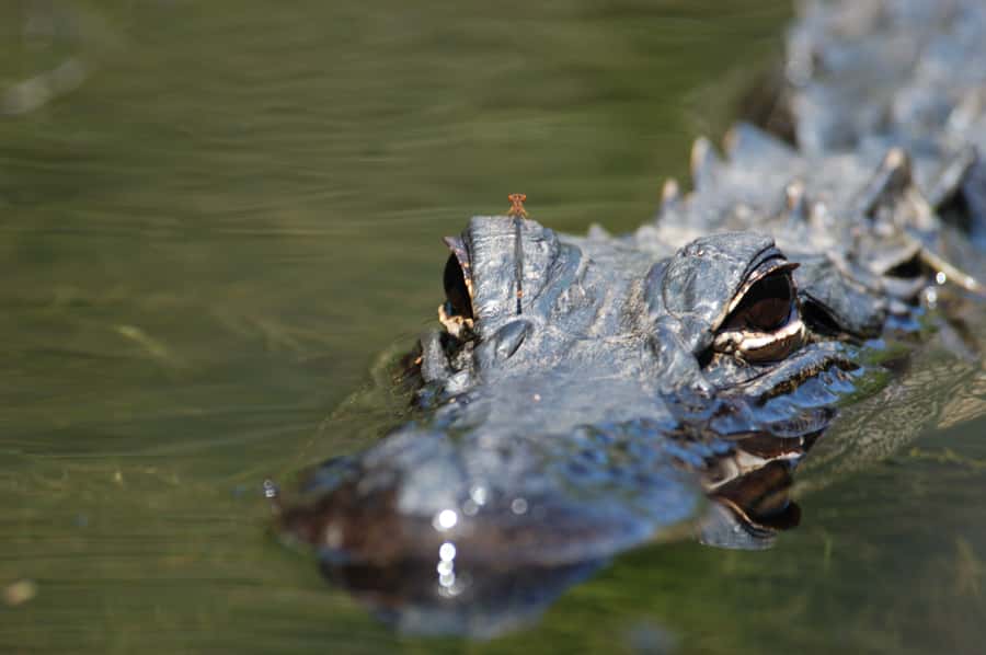 Everglades National Park: Mangrove Tunnel Kayak Eco-Tour - Starting at 32016 Tamiami Trail E