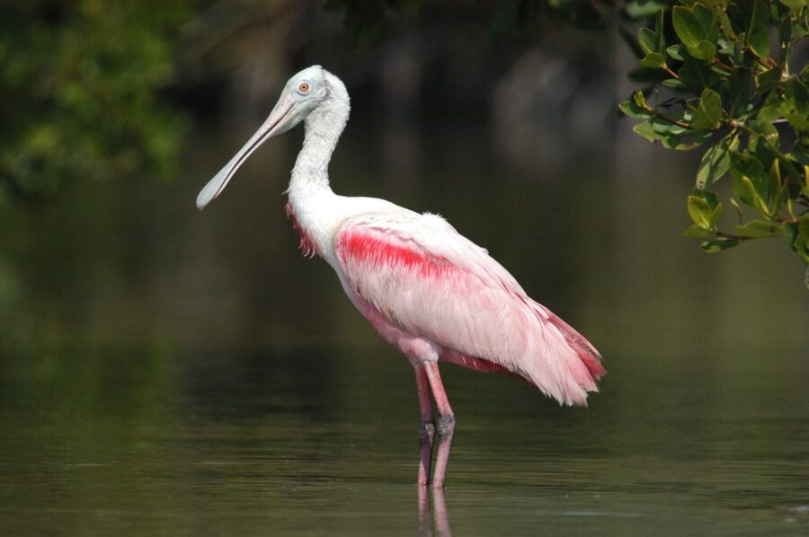Everglades National Park: Private 2.5-Hour Photo Safari - Key points for birders and photographers