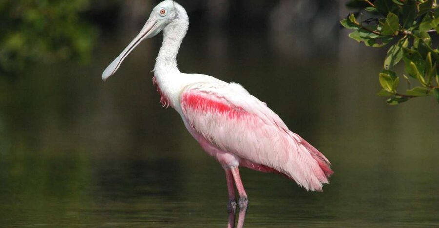 Everglades National Park: Private 2.5-Hour Photo Safari - Why a private boat changes the Everglades visit