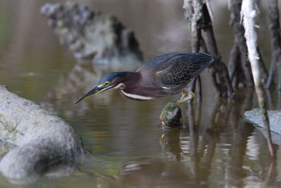 Everglades National Park: Private 2.5-Hour Photo Safari - Birding through the seasons