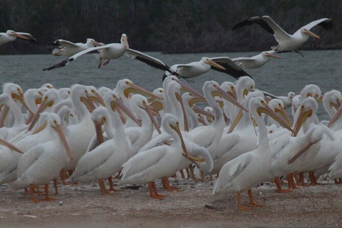 Everglades Small Group Guided Boating and Walking Expedition - What the boat ride is really like