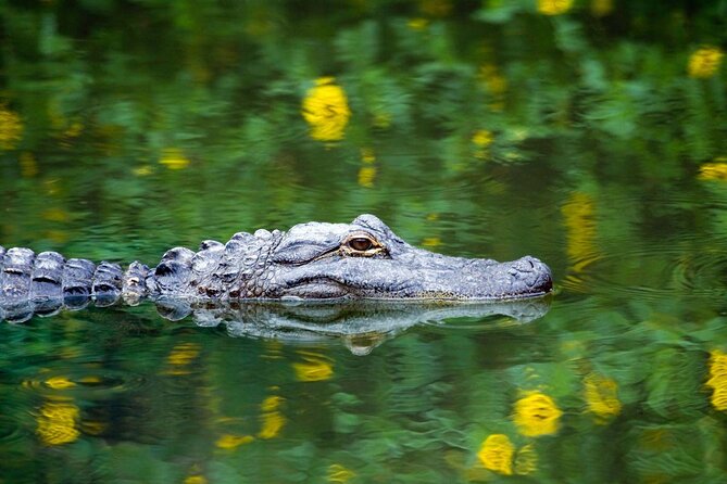 Everglades Small Group Guided Boating & Walking Tour Expedition - What makes this expedition special