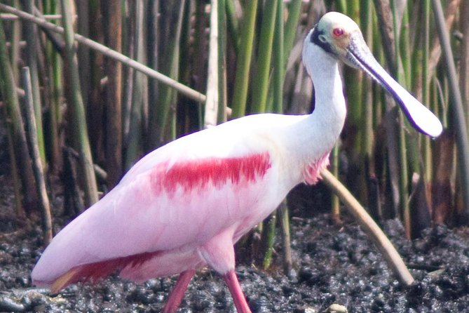 Everglades Small Group Guided Boating & Walking Tour Expedition - The value of $199.95 per person