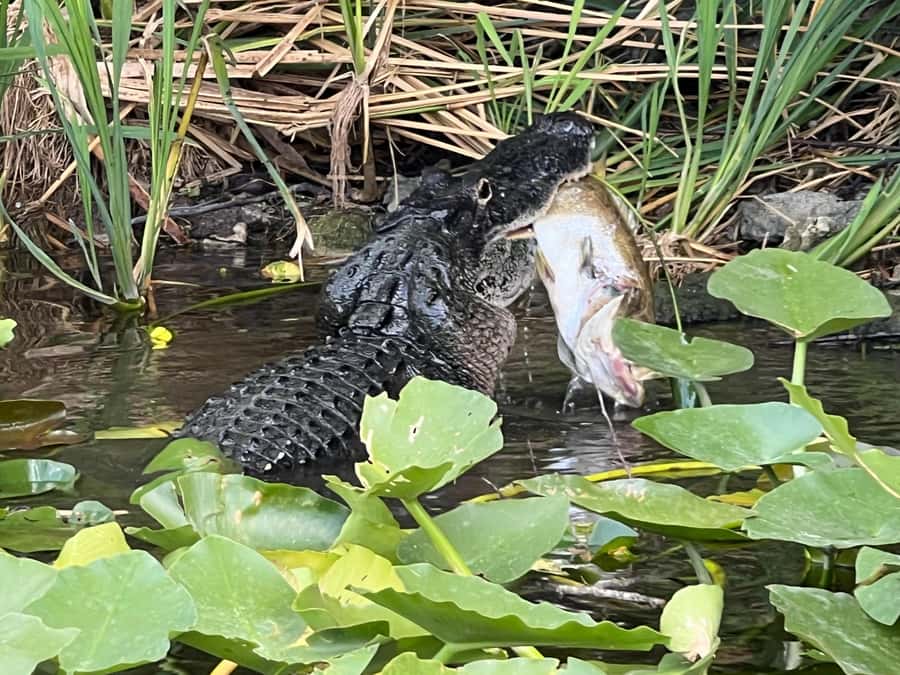 Everglades Small Group on Airboat with Transportation - FAQ