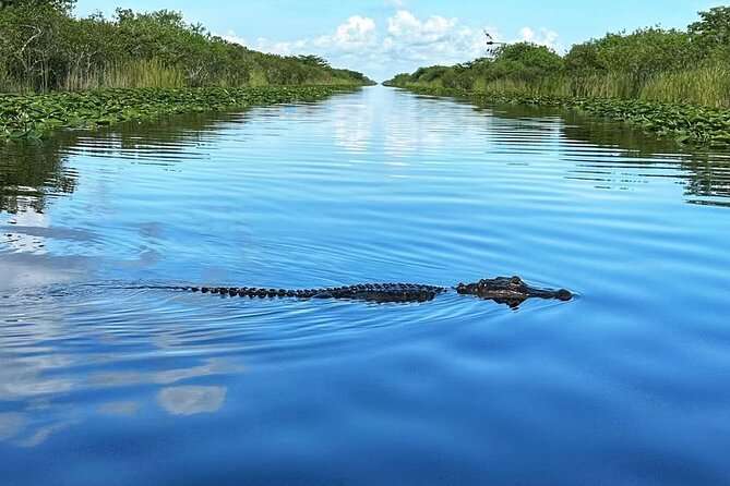 Everglades Small-Group Tour from Miami with Transportation - The alligator presentation adds useful context