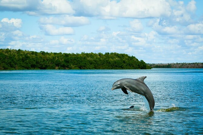 Everglades Tour w/ Biologist Led WET walk + 2 Boat Trips + Lunch! - Key points at a glance