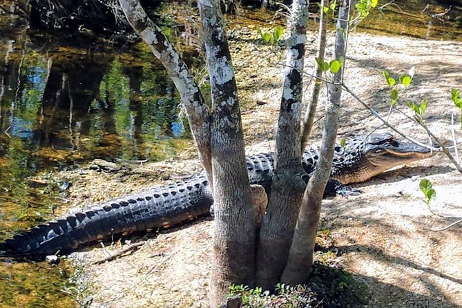 Everglades Tour w/ Biologist Led WET walk + 2 Boat Trips + Lunch! - Smallwood Store and the 10,000 Islands cruise