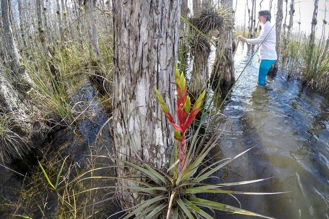 Everglades Tour w/ Biologist Led WET walk + 2 Boat Trips + Lunch! - Morning pickup and the road into the wetlands