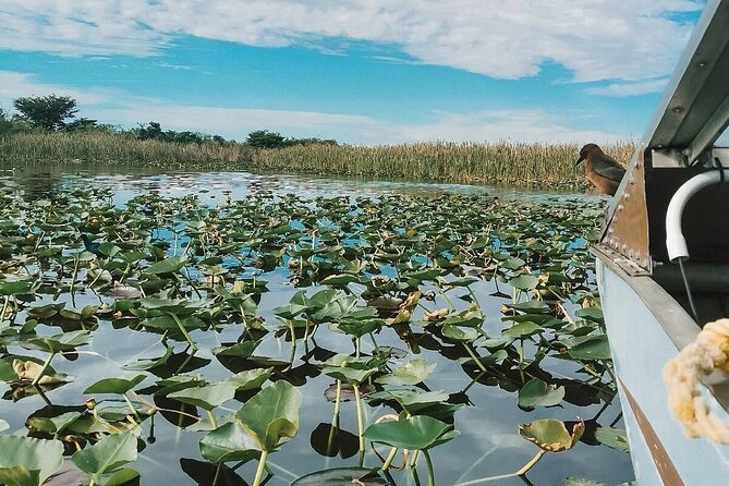Everglades Tour with professional Tourguide inclusive pickup - Islands, wildlife, and the baby-alligator show