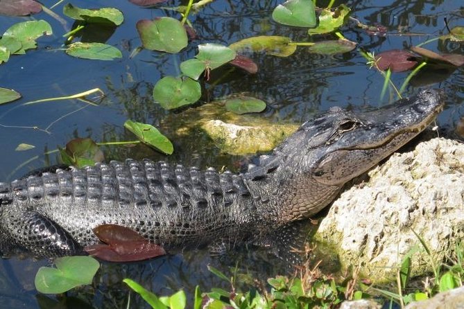 Everglades Wildlife Tour: Airboat & Alligator Habitat Experience - Comfort, weather, and access