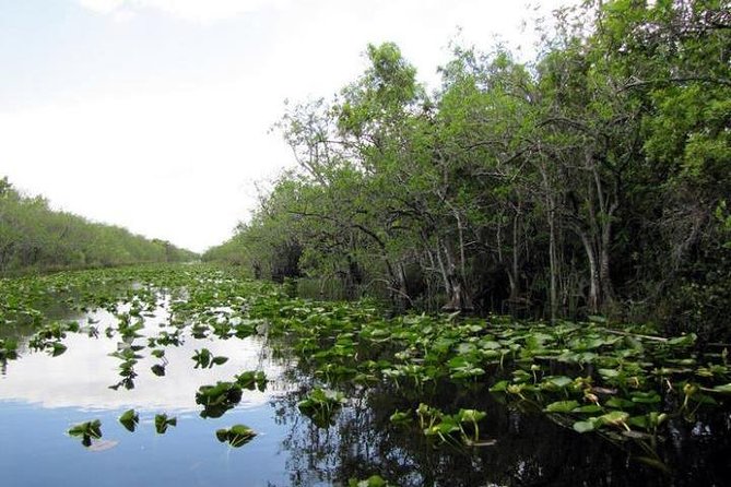 Everglades Wildlife Tour: Airboat & Alligator Habitat Experience - English service and what to bring
