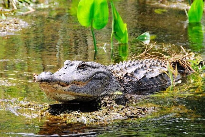 Everglades Wildlife Tour: Airboat & Alligator Habitat Experience - The gator show and small-animal encounter