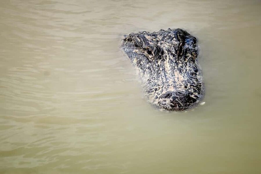 From Miami: Everglades Airboat Alligator Tour with Transfer - Why this Miami Everglades trip works