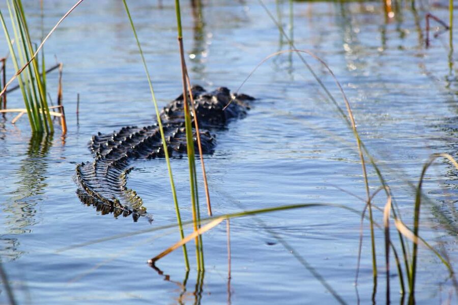 From Miami: Everglades Airboat Alligator Tour with Transfer - What makes the Everglades different