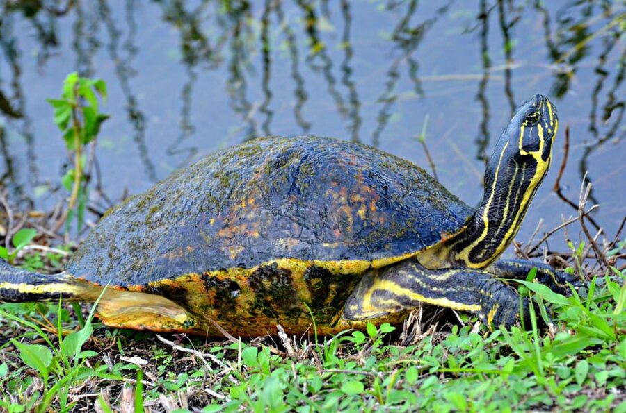 From Miami: Everglades Airboat Alligator Tour with Transfer - The sanctuary stop and free time