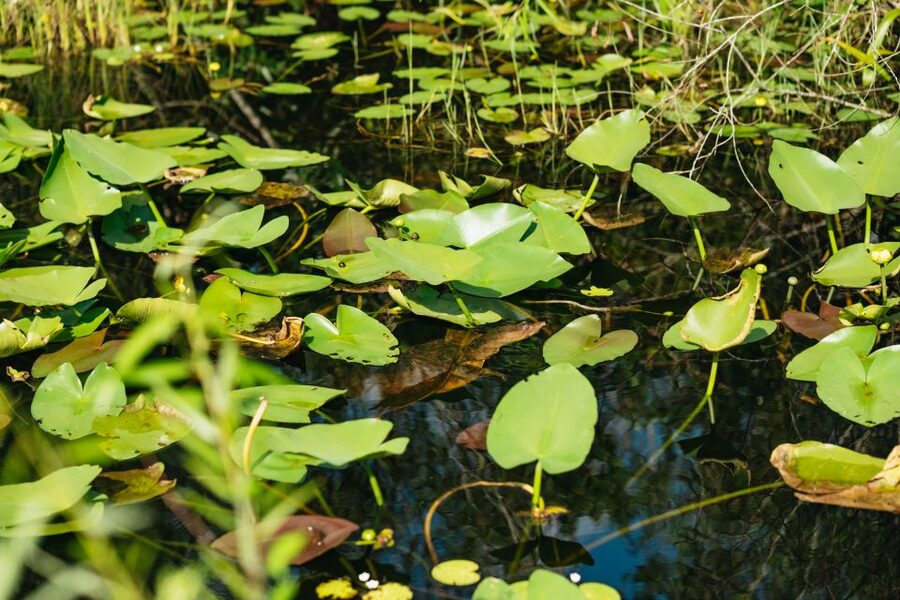 From Miami: Everglades Airboat Ride and Nature Walk - Should you book it?