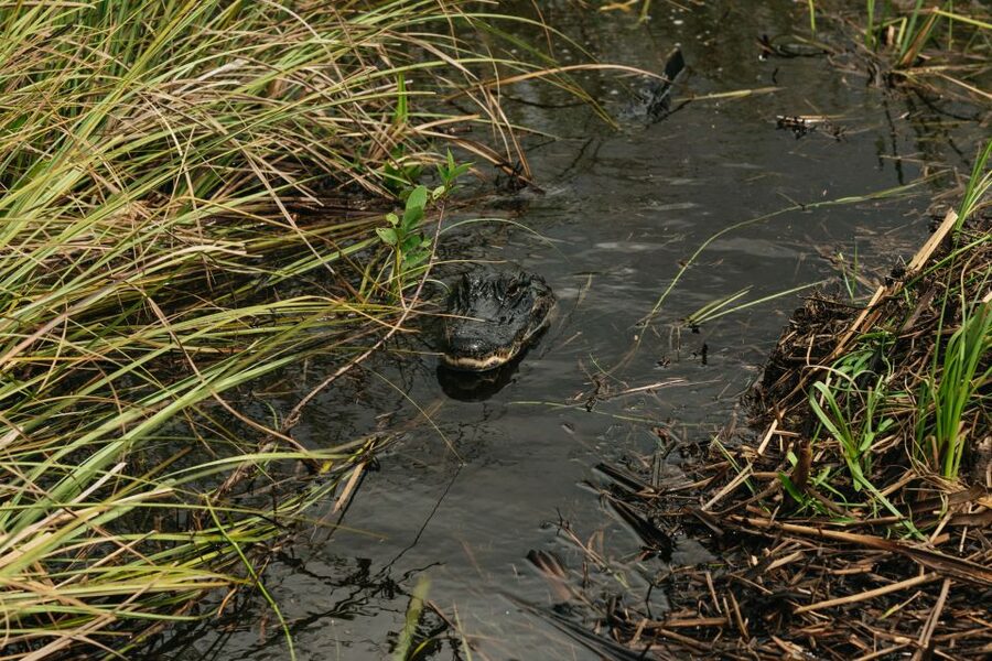 From Miami: Everglades Airboat Ride and Nature Walk - The airboat ride across the saw grass