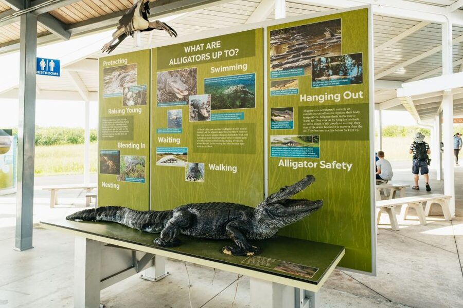 From Miami: Everglades Airboat Ride and Nature Walk - The Miccosukee village stop adds cultural context