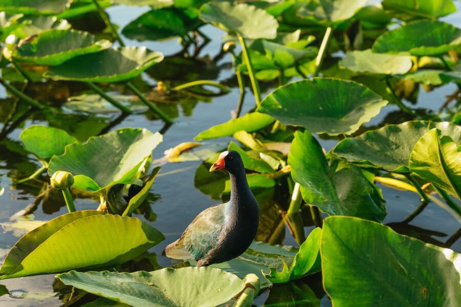 From Miami: Everglades Airboat, Wildlife Show & Bus Transfer - Why the $49 price can make sense