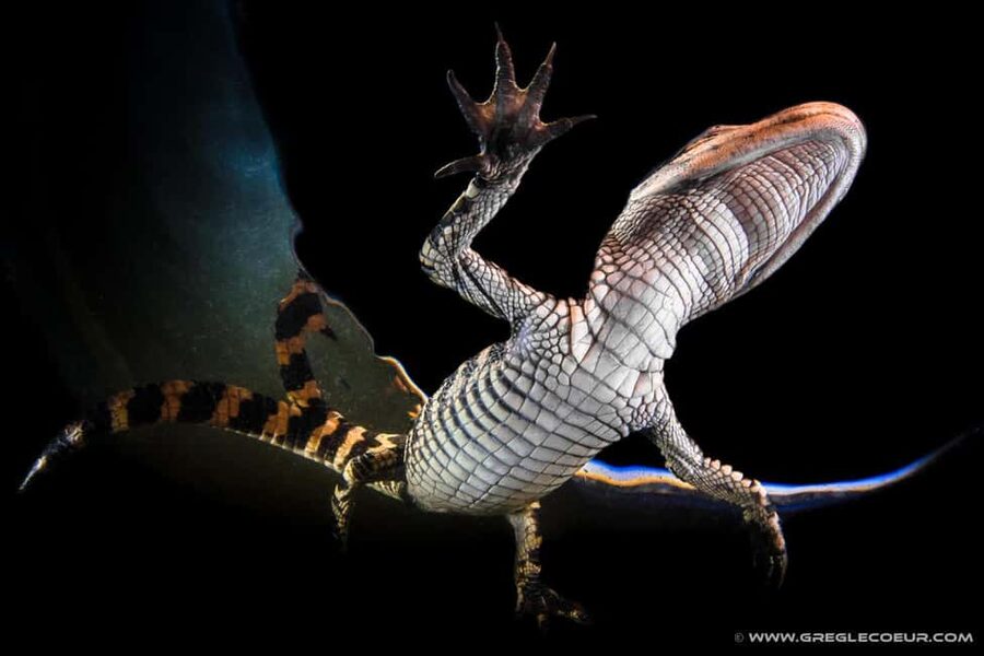 From Miami: Everglades at Night with Guided Airboat Tour - Why the Everglades feels different after dark