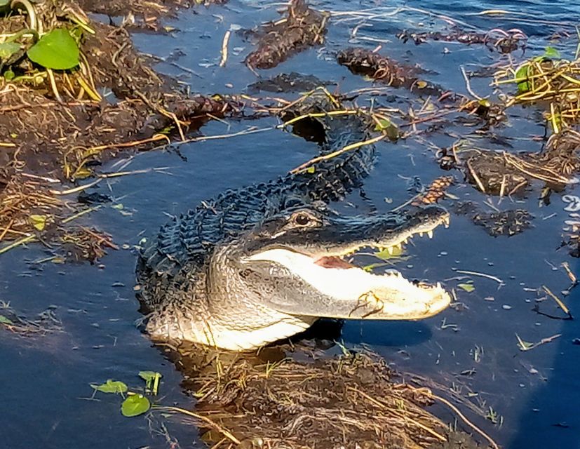 From Miami: Everglades Tour w/ Wet Walk, Boat Trips, & Lunch - Key points to know before booking