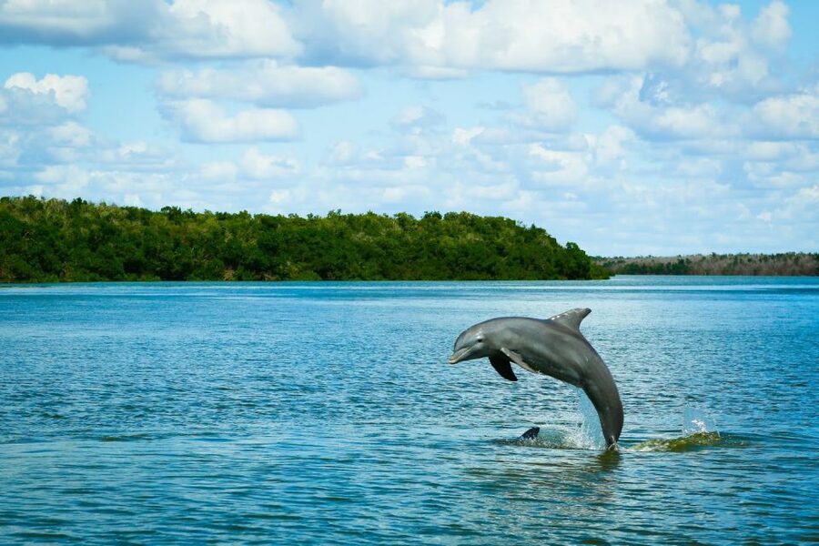 From Miami: Everglades Tour w/ Wet Walk, Boat Trips, & Lunch - Why this Everglades day is different