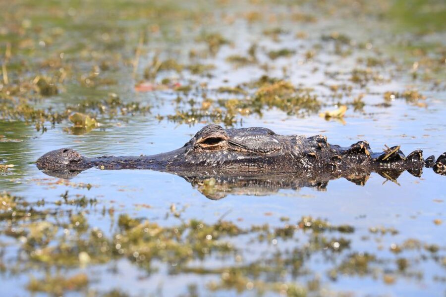 From Miami: Everglades Tour w/ Wet Walk, Boat Trips, & Lunch - Wading through Big Cypress