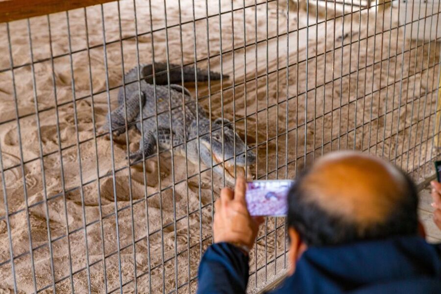 From Miami: Everglades Wildlife Show, Airboat & Bus Transfer - Should you book this Everglades and Miami tour?