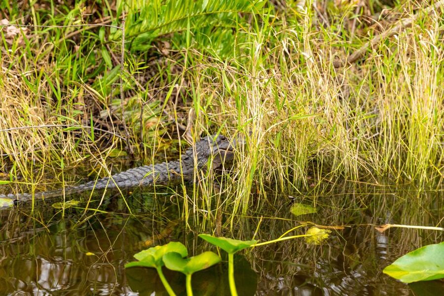 From Miami: Everglades Wildlife Show, Airboat & Bus Transfer - What the 40-minute airboat ride feels like