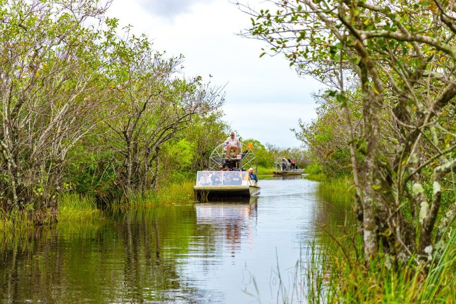 From Miami: Everglades Wildlife Show, Airboat & Bus Transfer - The alligator show adds close-up encounters