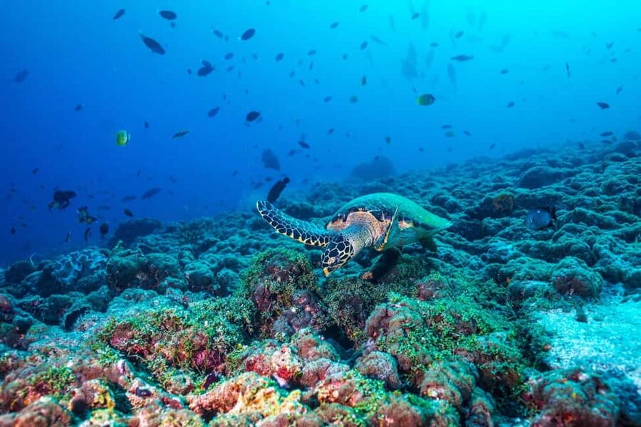 From Miami: Roundtrip Bimini Ferry with Hotel Transfers - Six hours to shape your own Bimini day