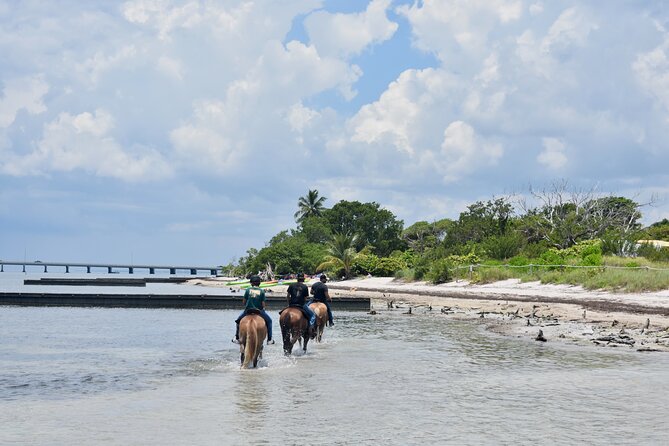 Guided Horseback Riding on The Pristine Waters of Miami Florida - Riding from Virginia Key trails to Miami’s beach