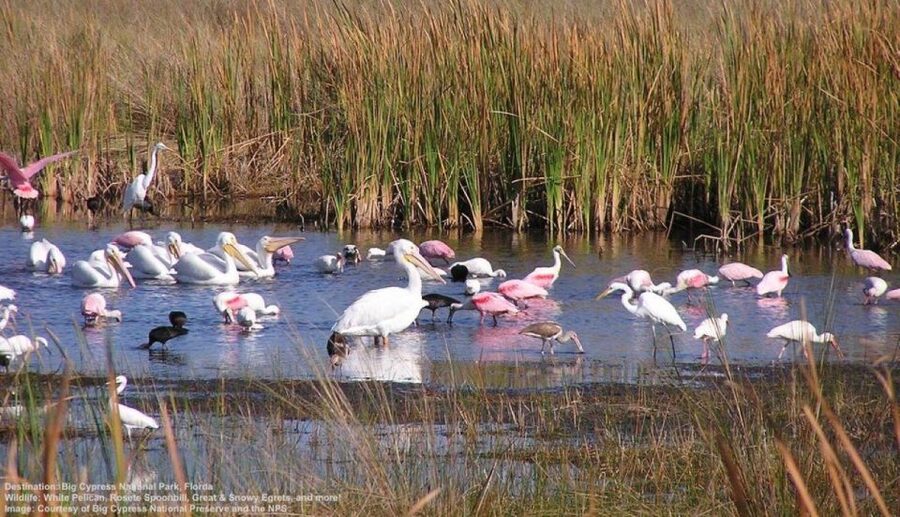 Half-Day Everglades Airboat Tours and Transportation - The Miami Pickup Requires Patience