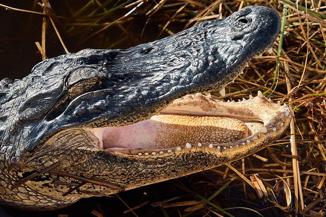 Half-day Everglades National Park Tour and 1-Hour Air Boat Ride - A scenic ride along the Tamiami Trail
