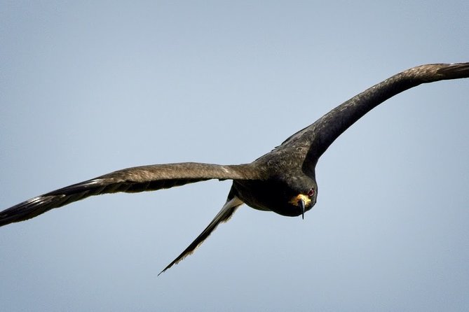 Half-day Everglades National Park Tour and 1-Hour Air Boat Ride - Timing, meals, and weather matter